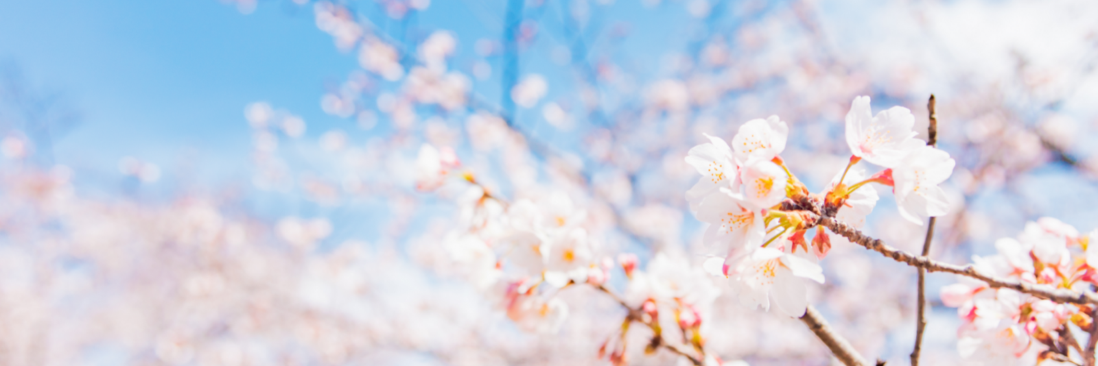 先輩たちの合格体験記